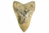 Serrated, Fossil Megalodon Tooth - Georgia #329843-1